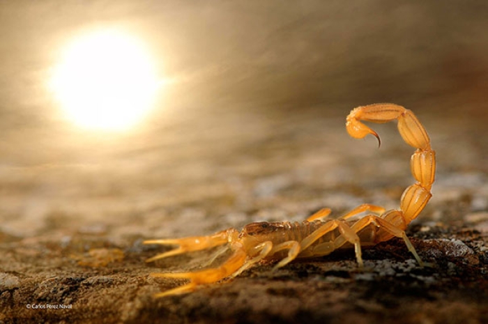 wildlife-photography-carlos-perez-naval-2