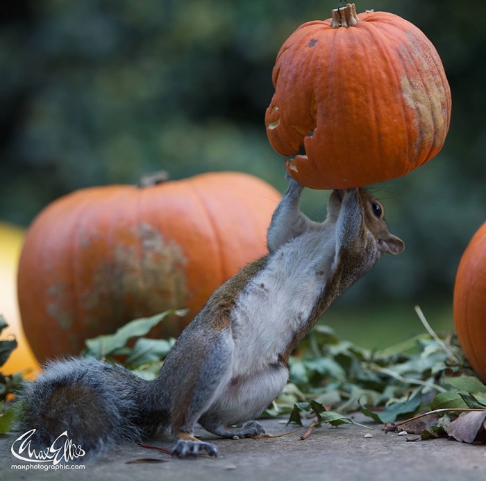 squirrel-pumpkin-funny-photography-max-ellis-2