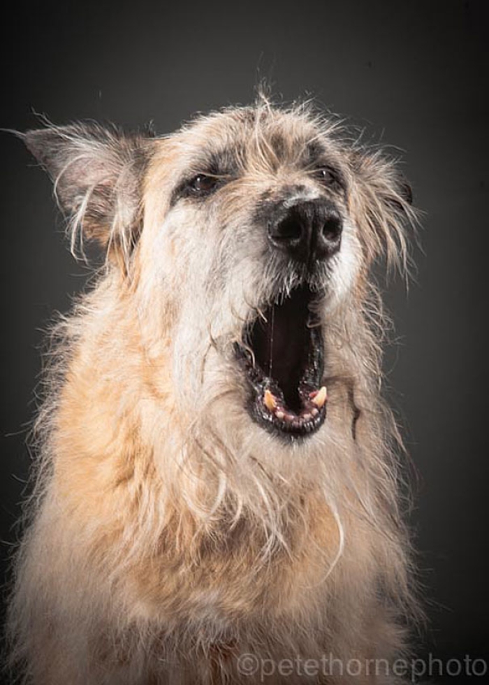 old-faithful-old-dog-portrait-photography-pete-thorne-13