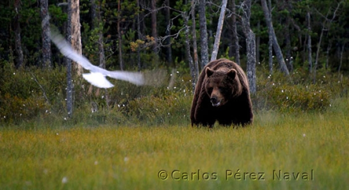 wildlife-photography-carlos-perez-naval-13