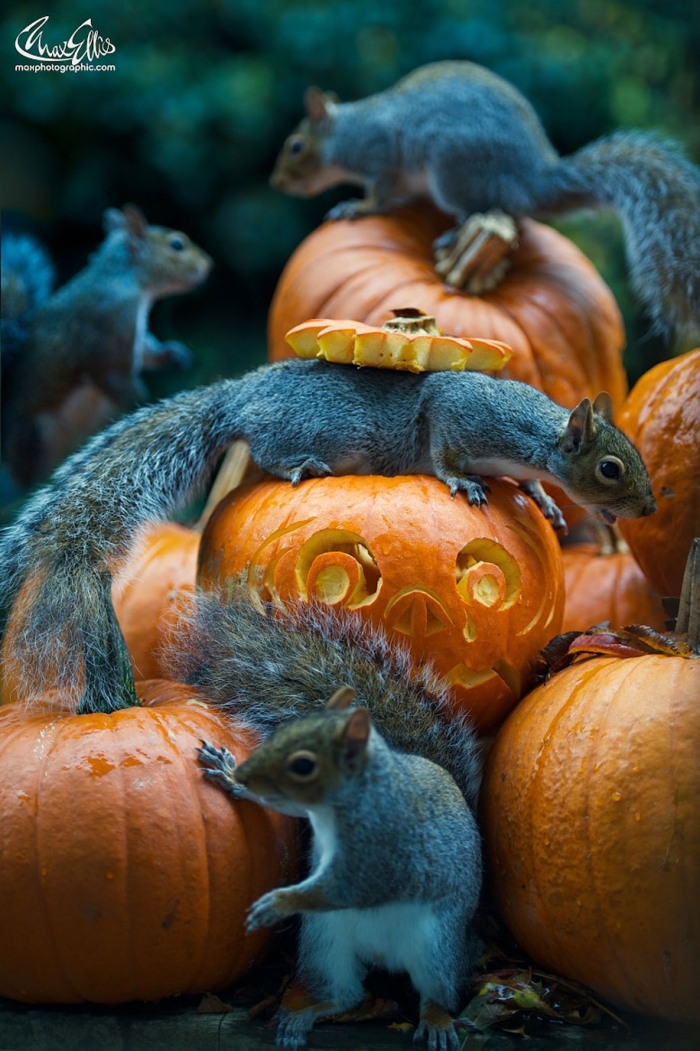 squirrel-pumpkin-funny-photography-max-ellis-5