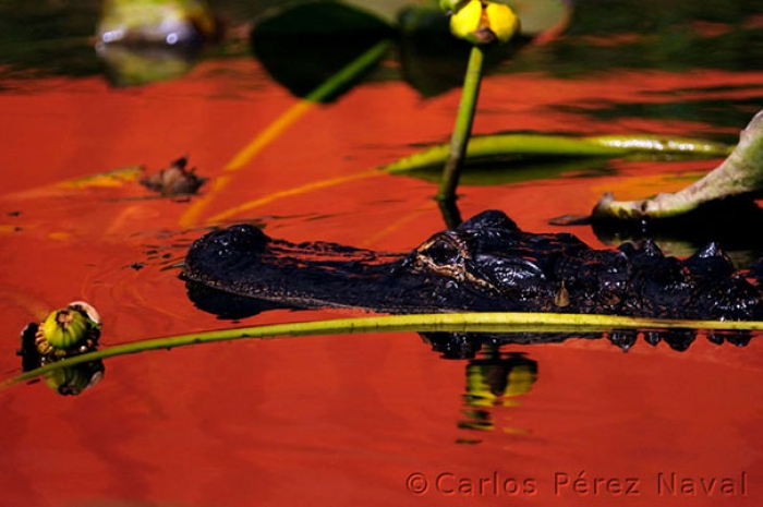 wildlife-photography-carlos-perez-naval-5
