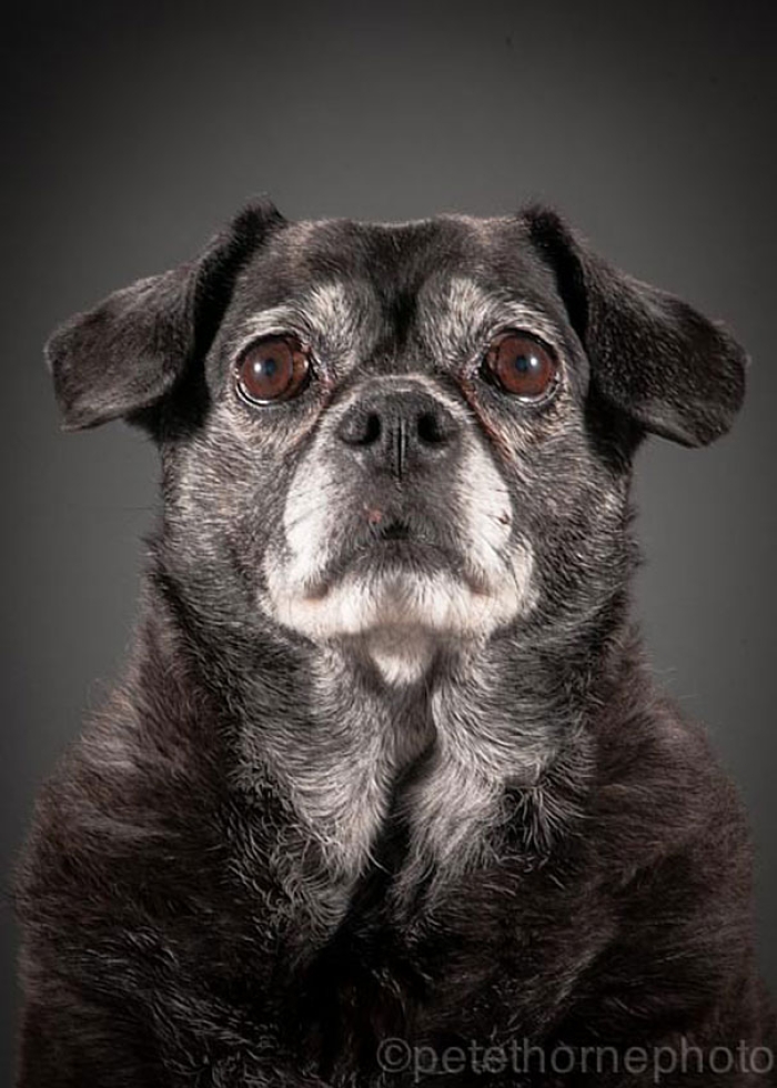 old-faithful-old-dog-portrait-photography-pete-thorne-15