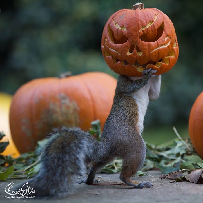 squirrel-pumpkin-funny-photography-max-ellis-3