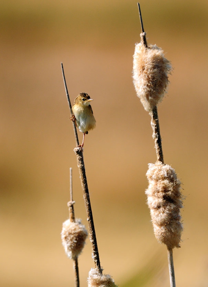 wildlife-photography-carlos-perez-naval-12