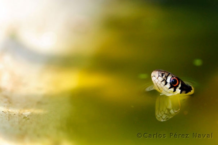 wildlife-photography-carlos-perez-naval-8