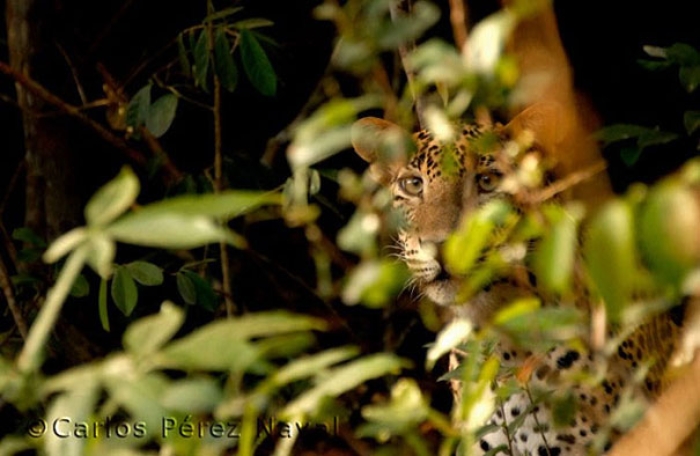 wildlife-photography-carlos-perez-naval-7