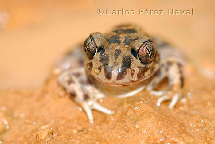 wildlife-photography-carlos-perez-naval-14