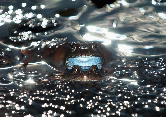 wildlife-photographer-of-the-year-2014-awards-15