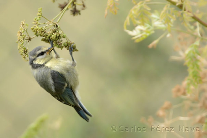 wildlife-photography-carlos-perez-naval-9