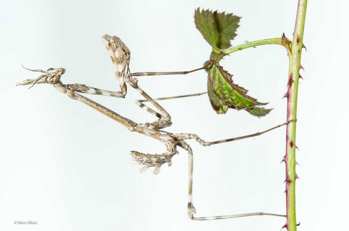 wildlife-photographer-of-the-year-2014-awards-14