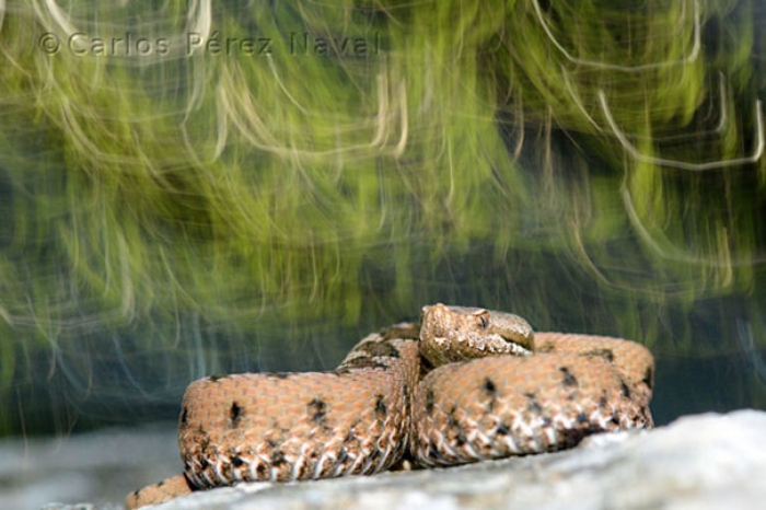 wildlife-photography-carlos-perez-naval-3