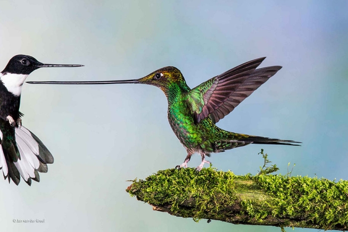 wildlife-photographer-of-the-year-2014-awards-16