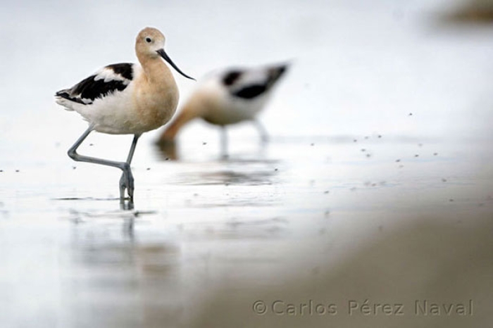 wildlife-photography-carlos-perez-naval-15