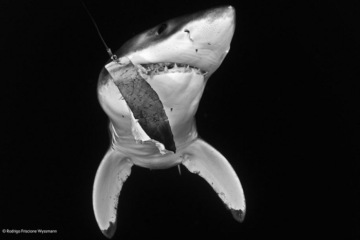 wildlife-photographer-of-the-year-2014-awards-18