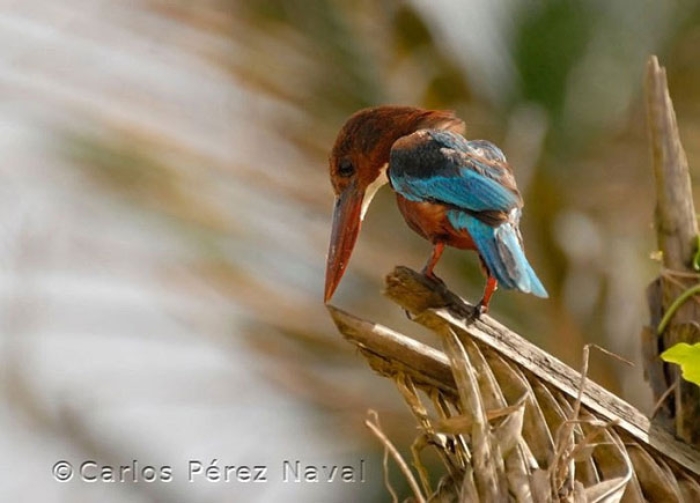 wildlife-photography-carlos-perez-naval-16