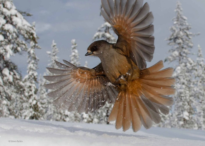 wildlife-photographer-of-the-year-2014-awards-17