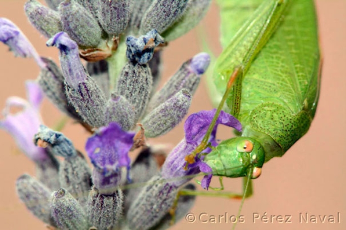 wildlife-photography-carlos-perez-naval-11