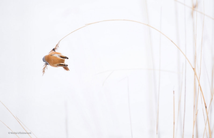 wildlife-photographer-of-the-year-2014-awards-21