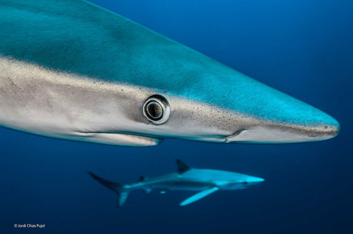 wildlife-photographer-of-the-year-2014-awards-22