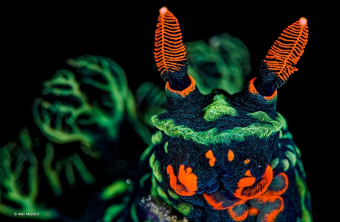 wildlife-photographer-of-the-year-2014-awards-24