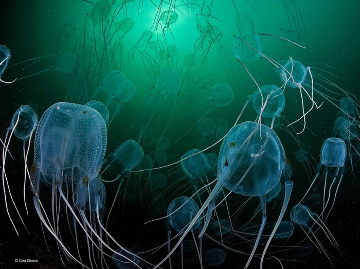 wildlife-photographer-of-the-year-2014-awards-23