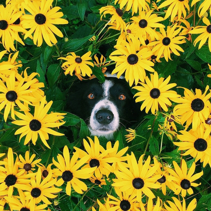 find-momo-dog-photography-andrew-knapp-1