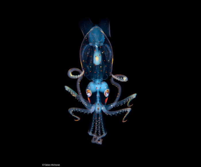wildlife-photographer-of-the-year-2014-awards-19