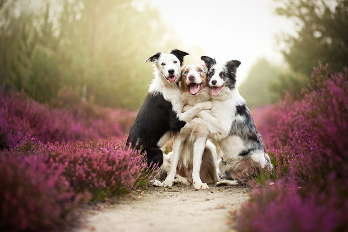 animals-dog-photography-alicja-zmyslowska-1
