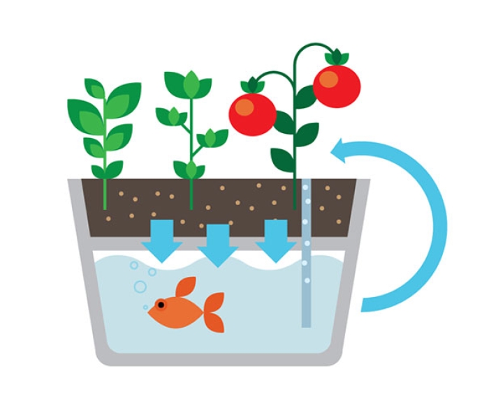 ecofarm-aquaponic-food-production-aquaculpture-hydroponics-fish-tank-4