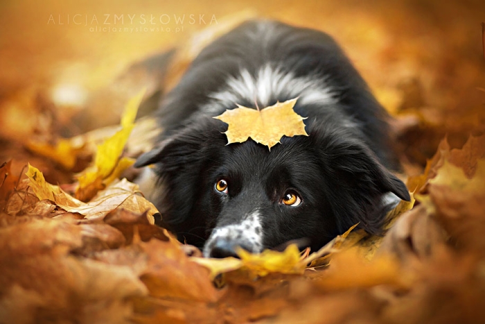 animals-dog-photography-alicja-zmyslowska-2