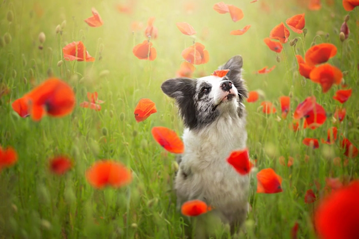 animals-dog-photography-alicja-zmyslowska-3