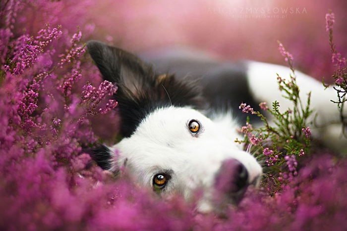 animals-dog-photography-alicja-zmyslowska-4