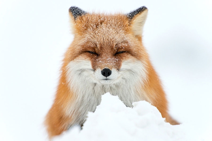 wild-foxes-photography-ivan-kislov-28
