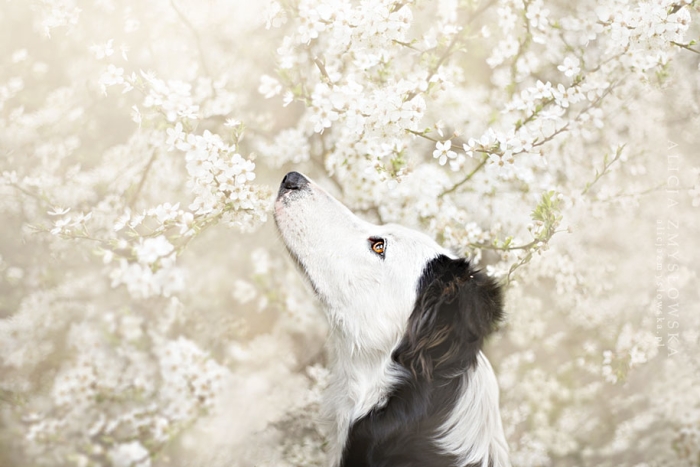 animals-dog-photography-alicja-zmyslowska-5
