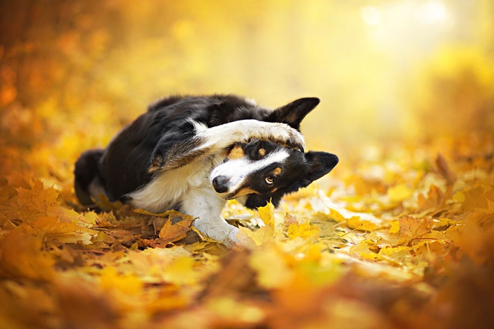 animals-dog-photography-alicja-zmyslowska-6