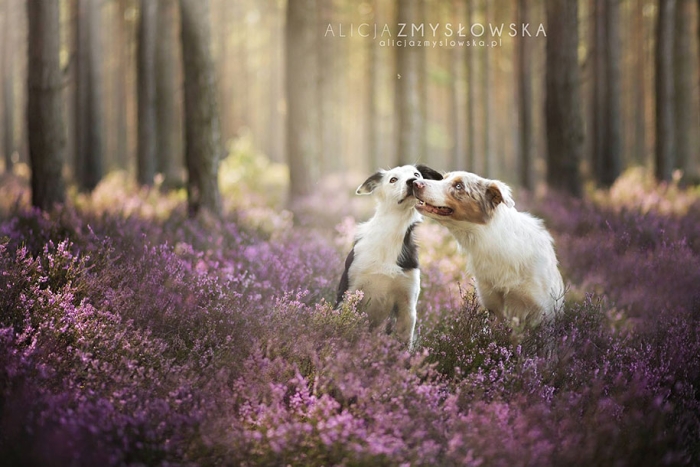 animals-dog-photography-alicja-zmyslowska-7