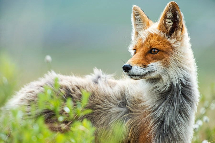 wild-foxes-photography-ivan-kislov-23