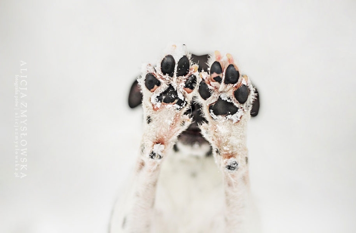 animals-dog-photography-alicja-zmyslowska-8