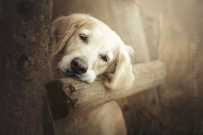 animals-dog-photography-alicja-zmyslowska-9