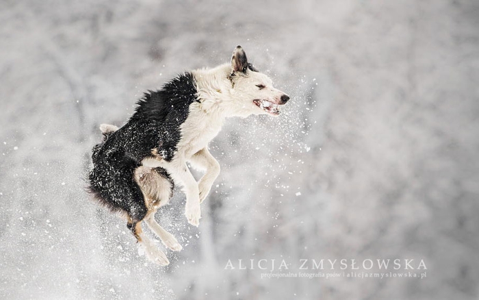 animals-dog-photography-alicja-zmyslowska-10