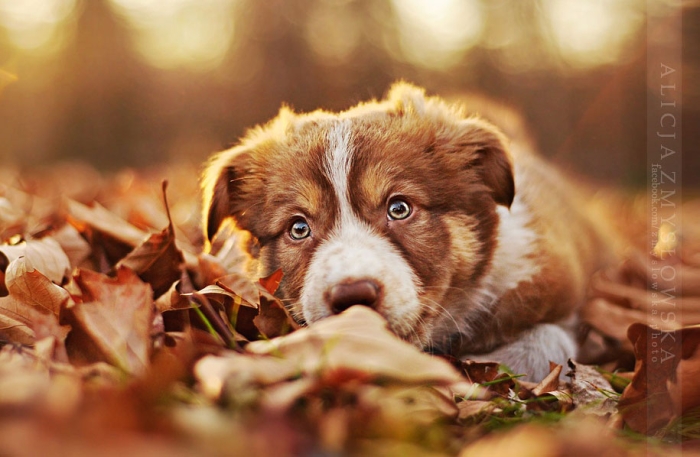 animals-dog-photography-alicja-zmyslowska-11