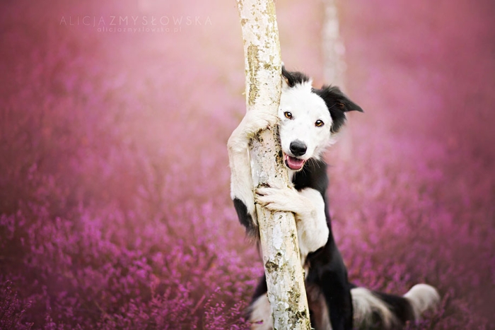animals-dog-photography-alicja-zmyslowska-12