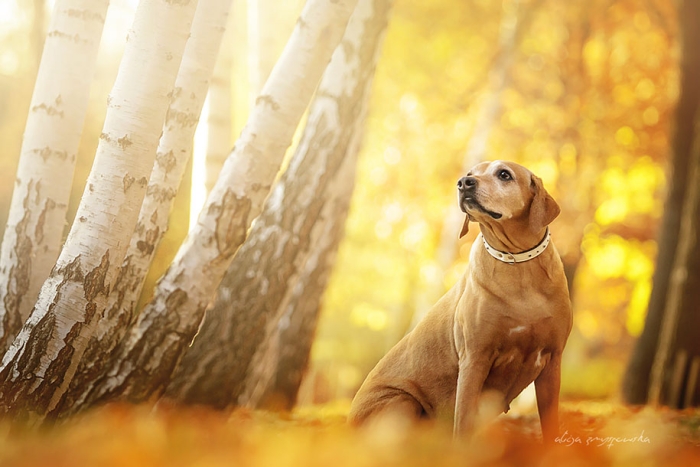 animals-dog-photography-alicja-zmyslowska-13