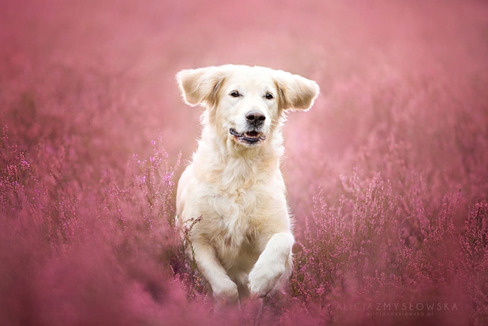 animals-dog-photography-alicja-zmyslowska-14