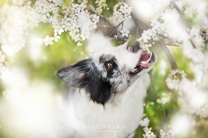 animals-dog-photography-alicja-zmyslowska-15