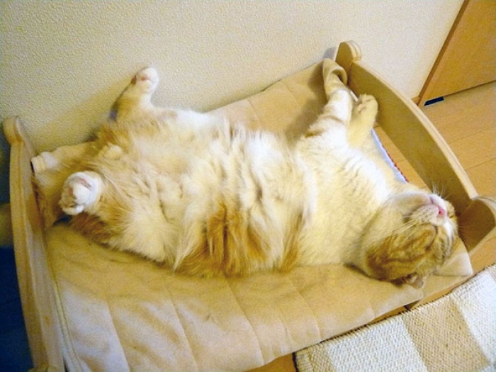 duktig-japanese-cat-bed-ikea-4