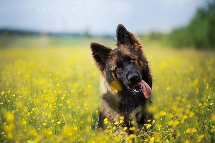 animals-dog-photography-alicja-zmyslowska-16
