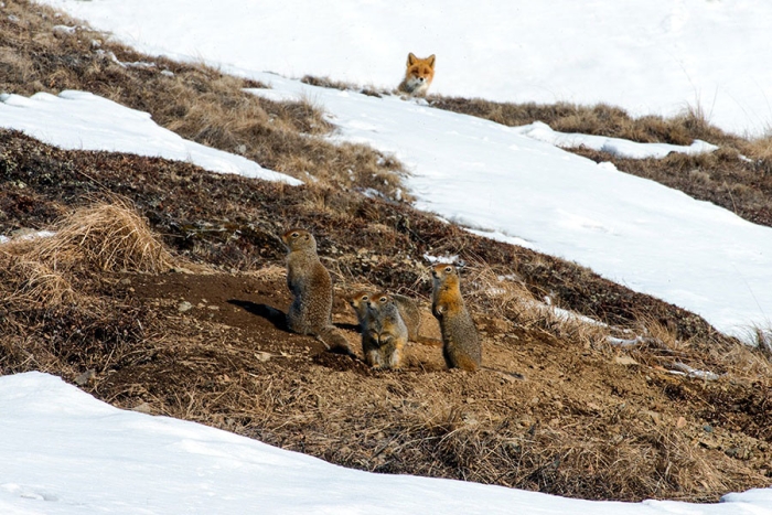 wild-foxes-photography-ivan-kislov-16