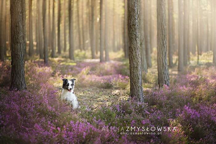animals-dog-photography-alicja-zmyslowska-17